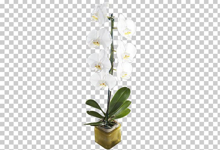 Moth Orchids Dendrobium Floral Design Cut Flowers PNG, Clipart, Artificial Flower, Branch, Cut Flowers, Dendrobium, Floral Design Free PNG Download