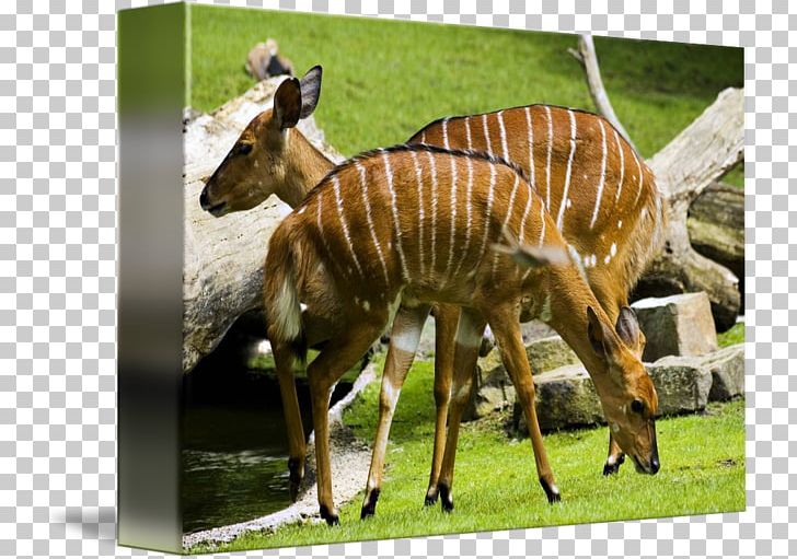 Berlin Zoological Garden Americas Deer Africa PNG, Clipart, Africa, Americas, Animal, Antelope, Berlin Free PNG Download