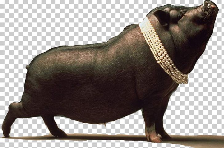 Black Iberian Pig Dream Ritual PNG, Clipart, Amulet, Black Iberian Pig, Dog Breed, Domestic Pig, Dream Free PNG Download
