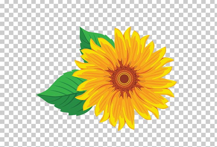 Common Sunflower Sunflower Seed Sunflower Oil Transvaal Daisy Cut Flowers PNG, Clipart, Common Sunflower, Cut Flowers, Daisy Family, Flower, Flowering Plant Free PNG Download