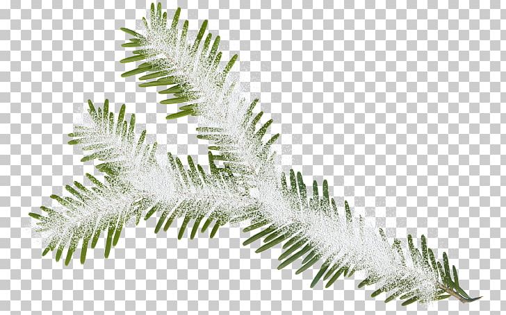Fir Christmas Tree New Year PNG, Clipart, Advent, Branch, Christmas, Christmas Tree, Conifer Free PNG Download