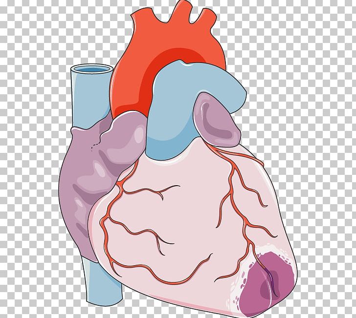 Heart Acute Myocardial Infarction Coronary Artery Bypass Surgery Cardiovascular Disease PNG, Clipart, Acute Myocardial Infarction, Adventitia, Aorta, Art, Artery Free PNG Download