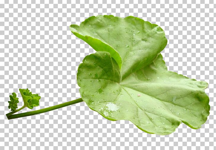 Leaf Vegetable Herb PNG, Clipart, Annual Plant, Cosmetics, Green Leaves, Herb, Leaf Free PNG Download