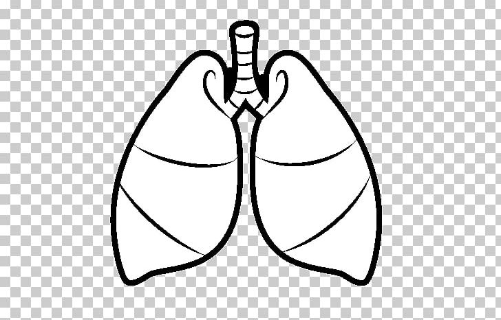 Images 07. Respiratory System and Breathing - Basic Human Anatomy
