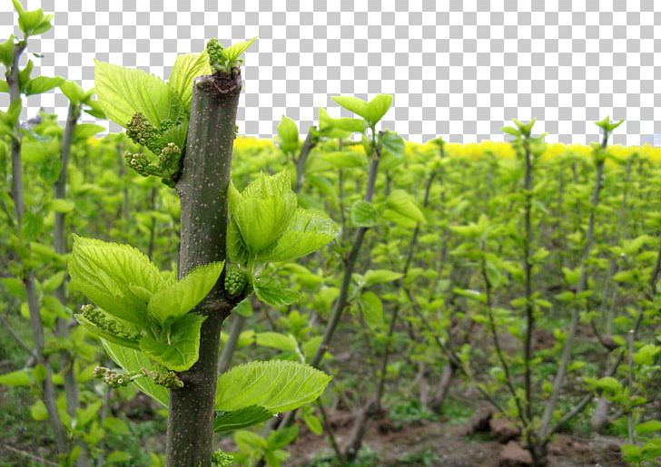 White Mulberry Leaf Extract AliExpress PNG, Clipart, Agriculture, Aliexpress, Branch, Branches, Cash Crop Free PNG Download