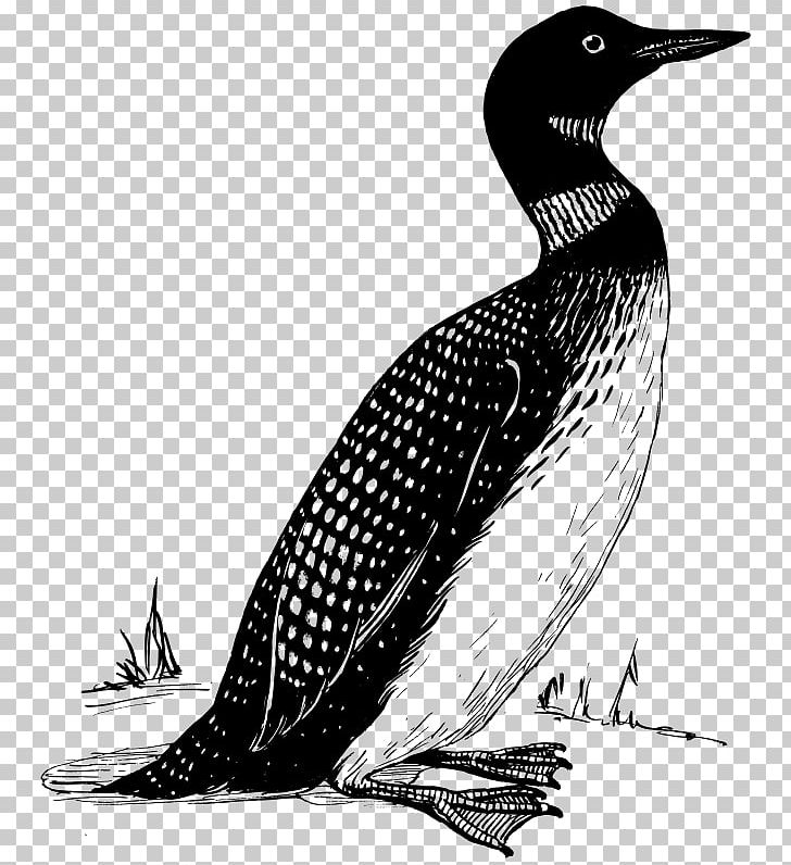 Bird Common Loon Penguin PNG, Clipart, Animals, Beak, Bird, Black And White, Common Loon Free PNG Download