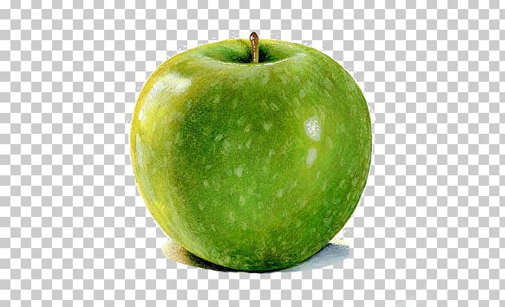 Granny Smith Watercolor Painting Apple Drawing Illustration PNG, Clipart, Apple Deductible Png, Apple Fruit, Apple I, Botanical Illustration, Deductible Free PNG Download