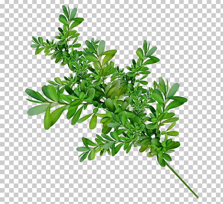 Green Photography RGB Color Model PNG, Clipart, Branch, Color, Green, Herb, Information Free PNG Download