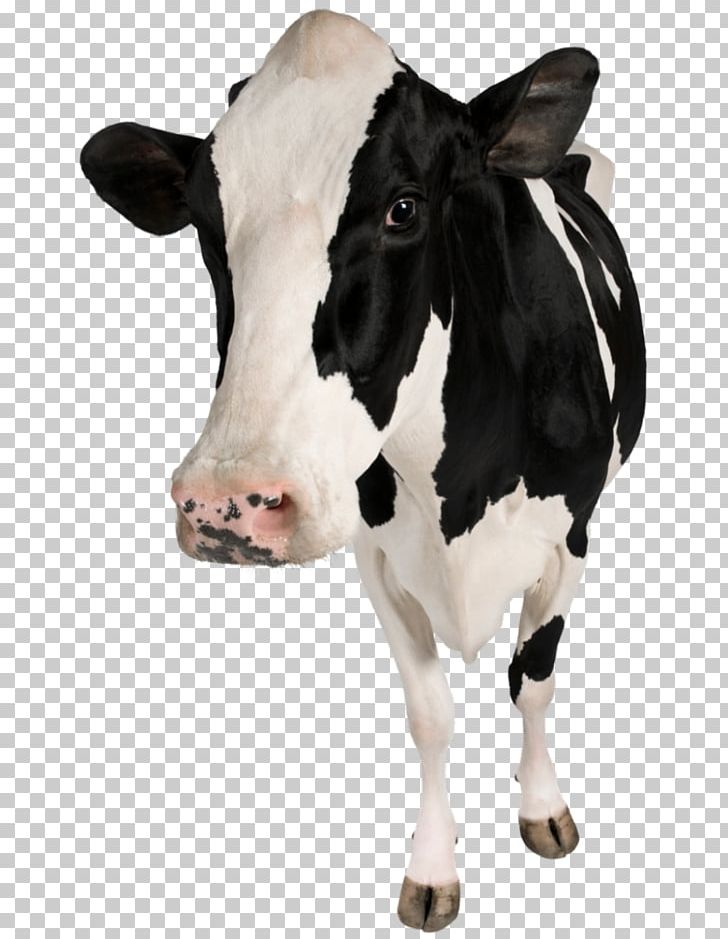 Holstein Friesian Cattle Calf Betsy The Cow Dairy Cattle Cow Hoof PNG, Clipart, Agriculture, Animals, Animal Slaughter, Betsy, Betsy The Cow Free PNG Download
