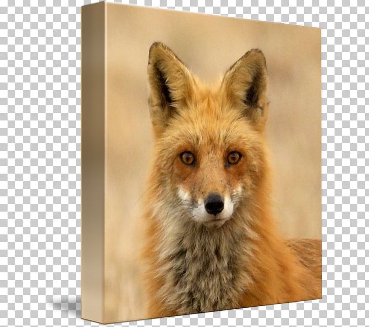 Red Fox Dhole Kit Fox Fur PNG, Clipart,  Free PNG Download