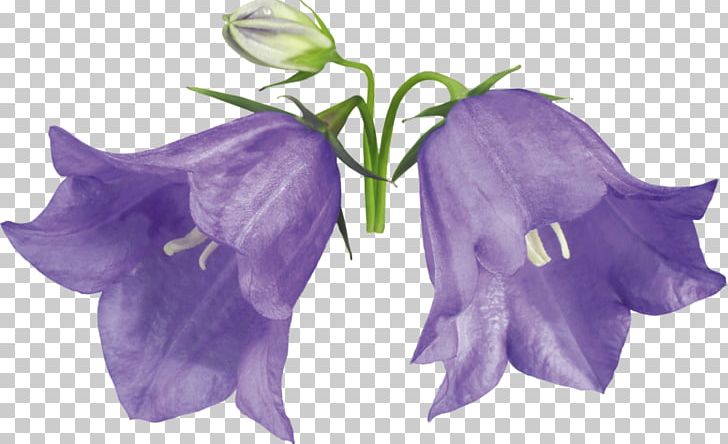 Campanula Medium Campanula Cochleariifolia Flower Campanulaceae Biennial Plant PNG, Clipart, Annual Plant, Bellflowers, Discourse, Drawing, Flowers Free PNG Download