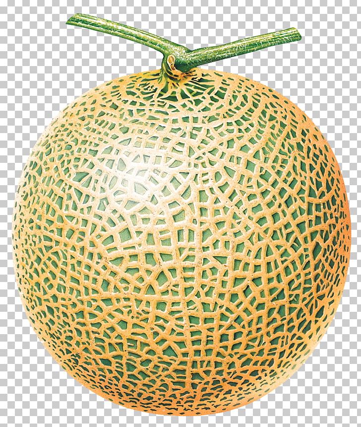 Cantaloupe Melon Honeydew Fruit PNG, Clipart, Bitter Melon, Cantaloupe, Cucumber Gourd And Melon Family, Cucumis, Cucurbita Free PNG Download