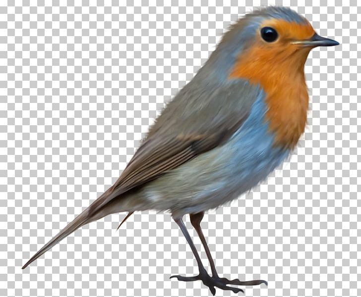 European Robin Bird PNG, Clipart, Animals, Beak, Bird, Bluebird, Cartoon Free PNG Download
