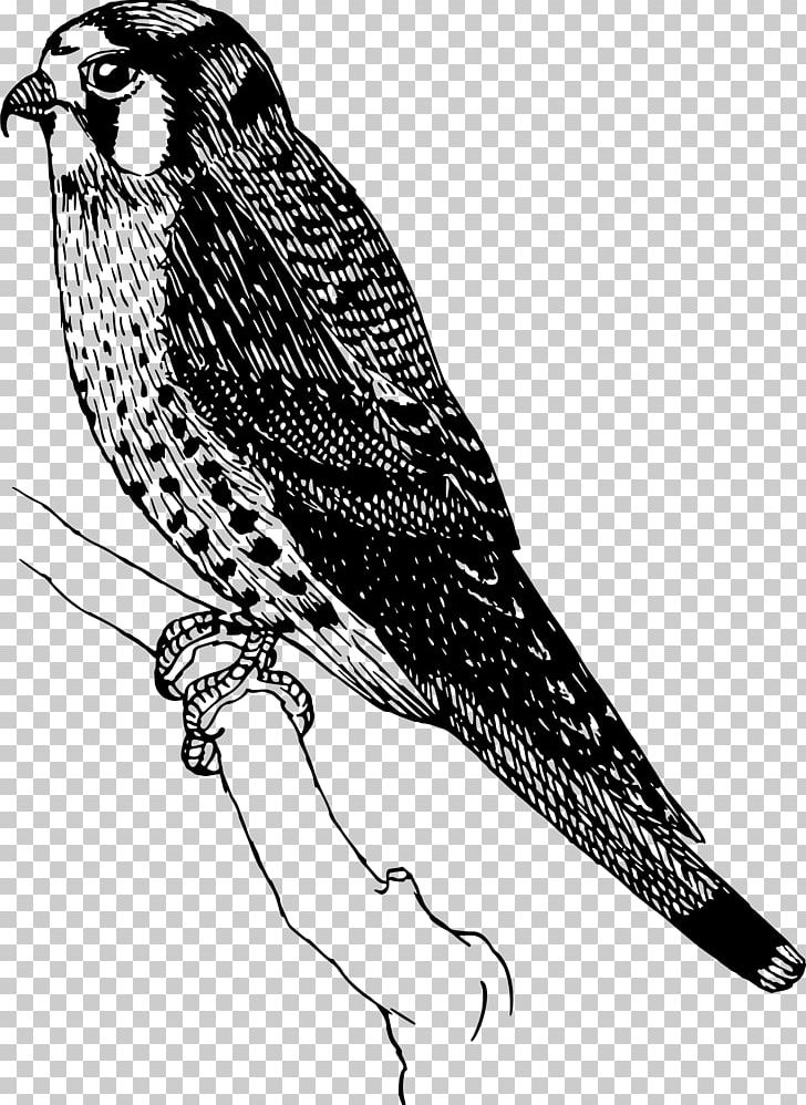 Swainson's Hawk Bird Owl PNG, Clipart, Animals, Beak, Bird, Bird Of Prey, Black And White Free PNG Download