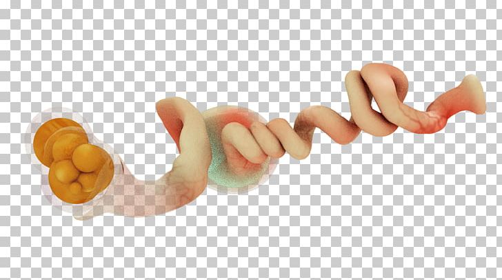 Thumb Vienna Sausage PNG, Clipart, Duck, Finger, Hand, Incredible, Miscellaneous Free PNG Download