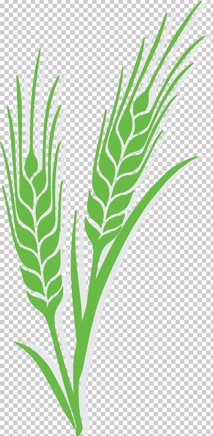 Wheat Euclidean Ear Rye Barley PNG, Clipart, Background Green, Barley,  Cartoon, Cereal, Commodity Free PNG Download