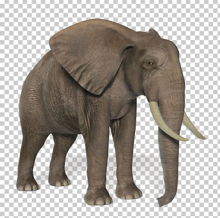 African Bush Elephant African Forest Elephant Asian Elephant PNG ...