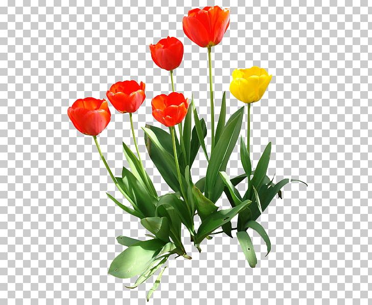 tulip garden clip art