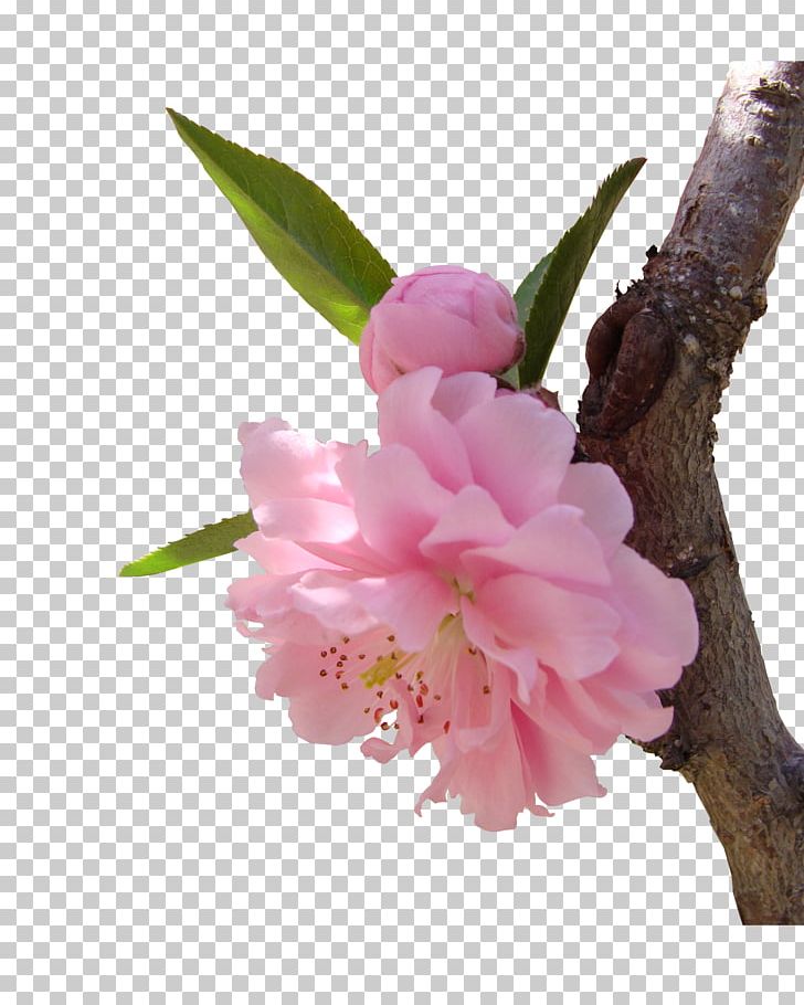 National Cherry Blossom Festival PNG, Clipart, Beautiful, Beautiful Cherry Blossoms, Blossom, Blossoms, Branch Free PNG Download