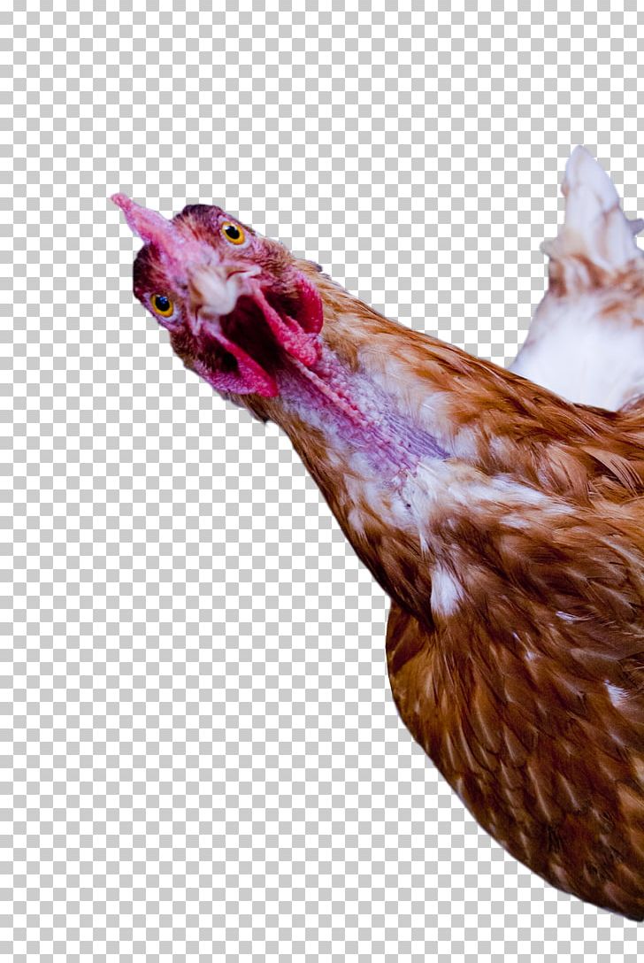 Rooster PNG, Clipart, Beak, Chicken, Chicken Little, Galliformes, Livestock Free PNG Download