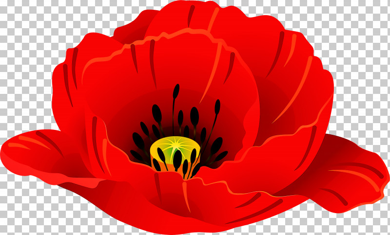 Red Flower Petal Plant Poppy PNG, Clipart, Coquelicot, Corn Poppy, Flower, Oriental Poppy, Petal Free PNG Download