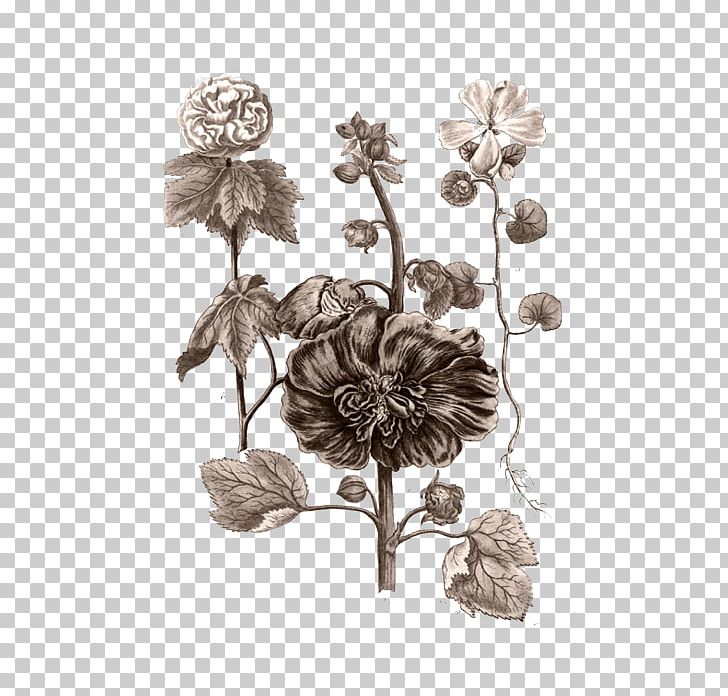 Botanical Illustration Botany Flora Flower PNG, Clipart, Black And White, Botanical Illustration, Botany, Branch, Chrysanths Free PNG Download