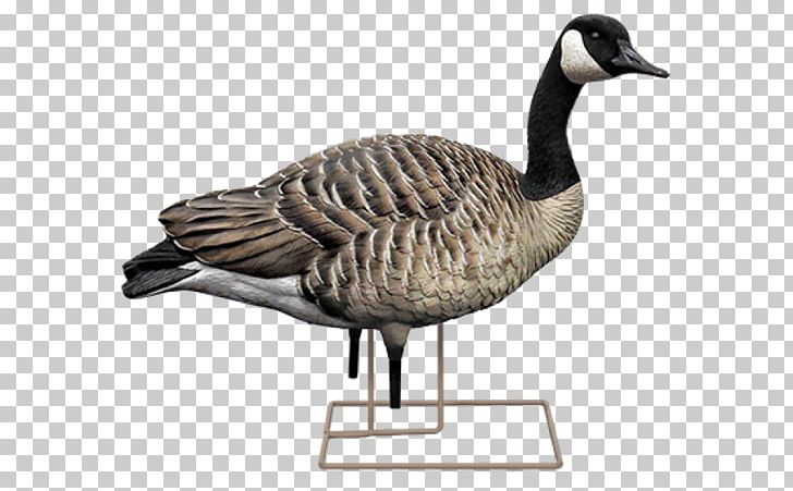 Canada Goose Duck Mallard Decoy PNG, Clipart, American Black Duck, Animals, Appelant, Beak, Bird Free PNG Download