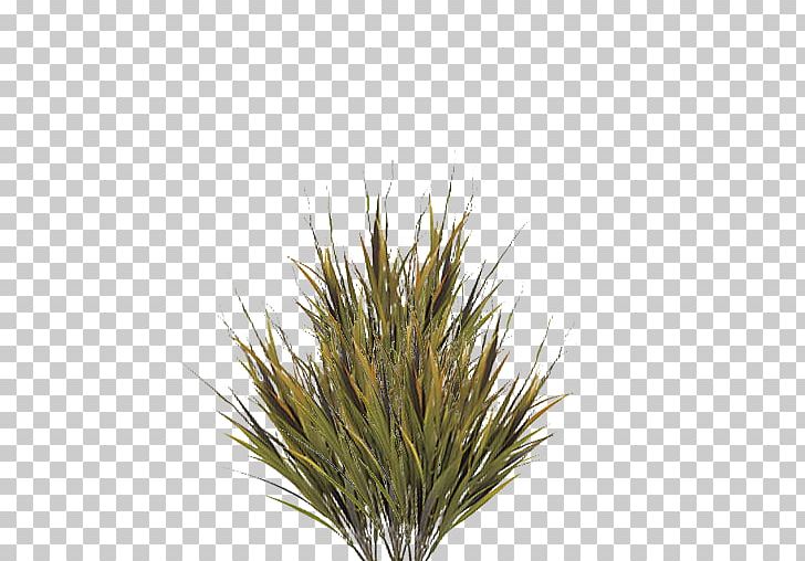 Grasses File Formats PNG, Clipart, Branch, Computer Icons, Desktop Wallpaper, Glume, Grass Free PNG Download