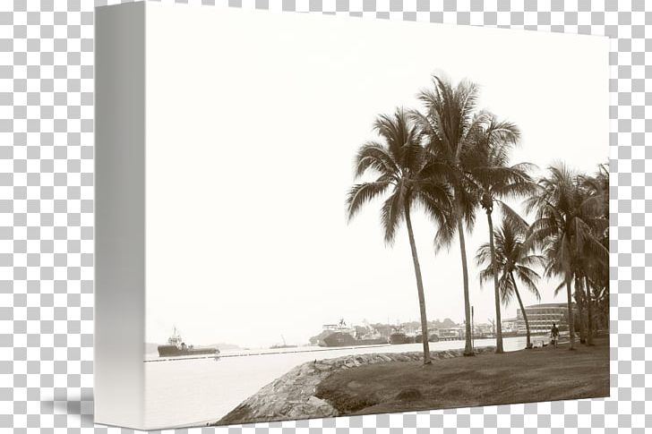 Palm Trees Property Sky Plc PNG, Clipart, Arecales, Black And White, Kind Shooting, Palm Tree, Palm Trees Free PNG Download