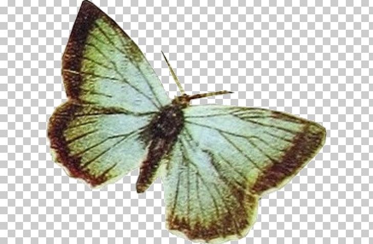 Colias Watercolor Painting Drawing PNG, Clipart, Animal, Arthropod, Brush Footed Butterfly, Butterfly, Colias Free PNG Download
