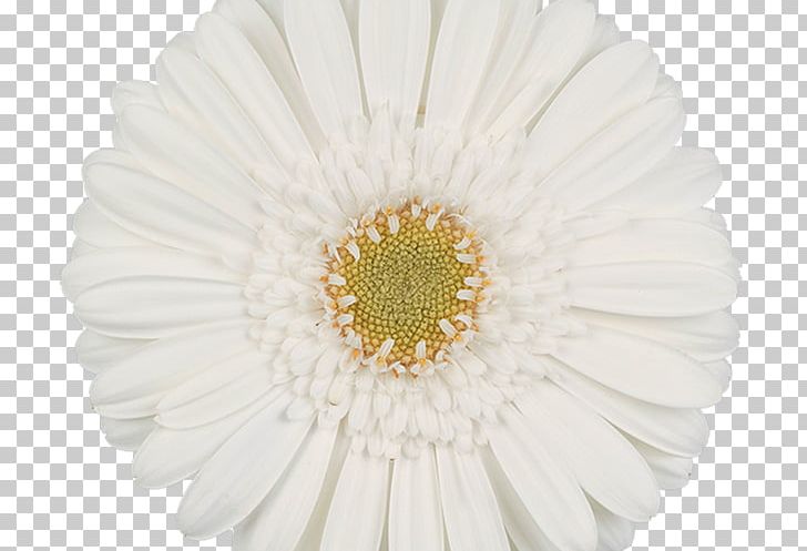 Common Daisy Transvaal Daisy Chrysanthemum Flower Floral Design PNG, Clipart, Artificial Flower, Asterales, Chrysanthemum, Chrysanths, Common Daisy Free PNG Download