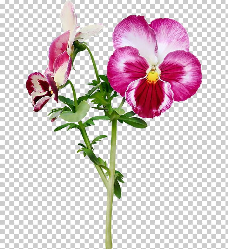 Pansy Cut Flowers Purple PNG, Clipart, Annual Plant, Blog, Blossom, Cherry Blossom, Face Free PNG Download