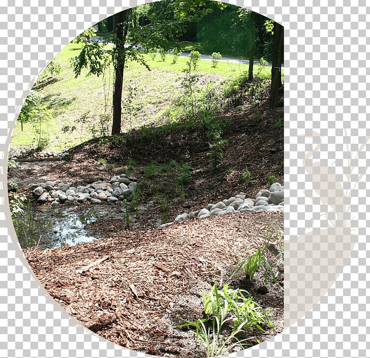 Stream Restoration Soil Vegetation Landscape Nature Reserve PNG, Clipart, Bioretention, Constructed Wetland, Forest, Grass, Landscape Free PNG Download