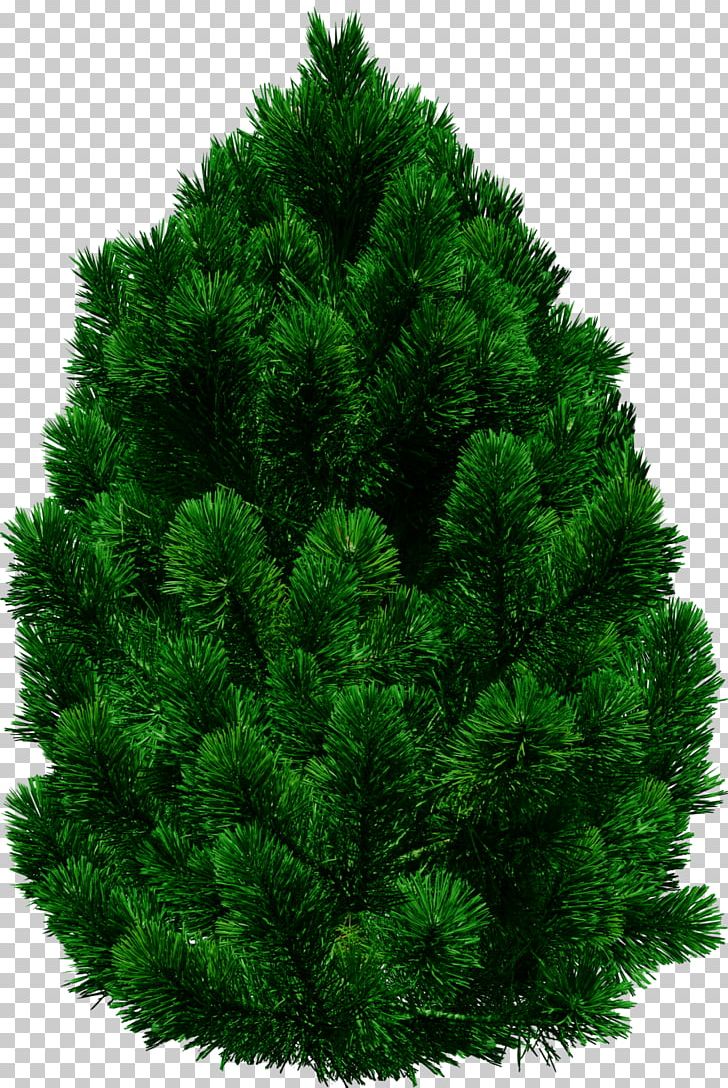 Tree PNG, Clipart, Tree Free PNG Download