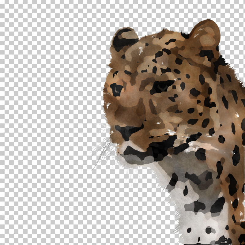 Leopard Cheetah Tiger Whiskers Fur PNG, Clipart, Cat, Catlike, Cheetah, Fur, Leopard Free PNG Download