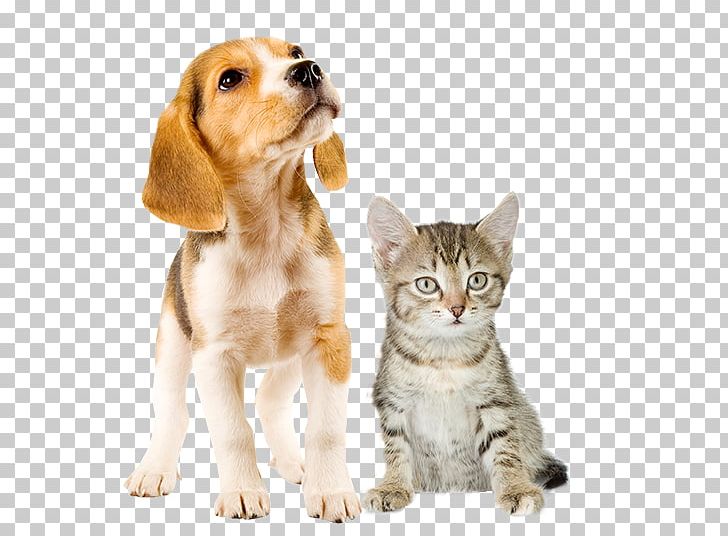 Beagle Puppy Kitten Dalmatian Dog West Highland White Terrier PNG, Clipart, Animal Hospital, Animals, Bark, Beagle, Carnivoran Free PNG Download