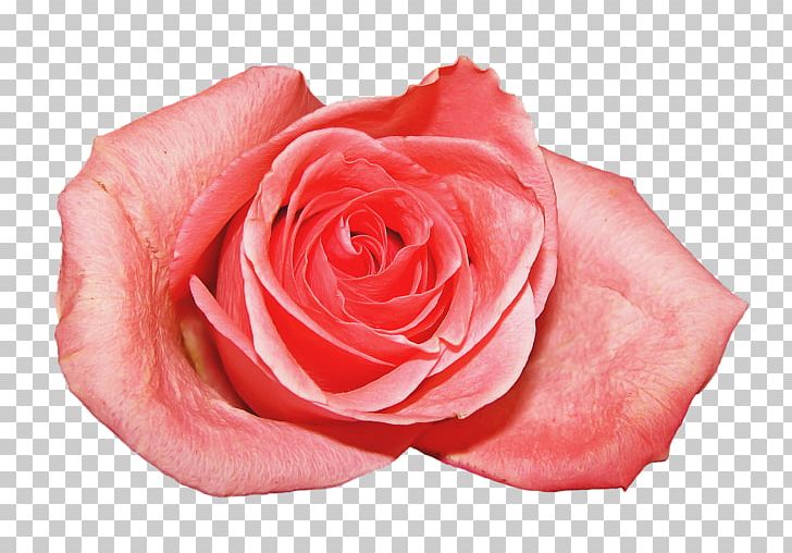 Flower Pink Garden Roses Beach Rose Rosaceae PNG, Clipart, Beach Rose, Blossom, Centifolia Roses, China Rose, Closeup Free PNG Download