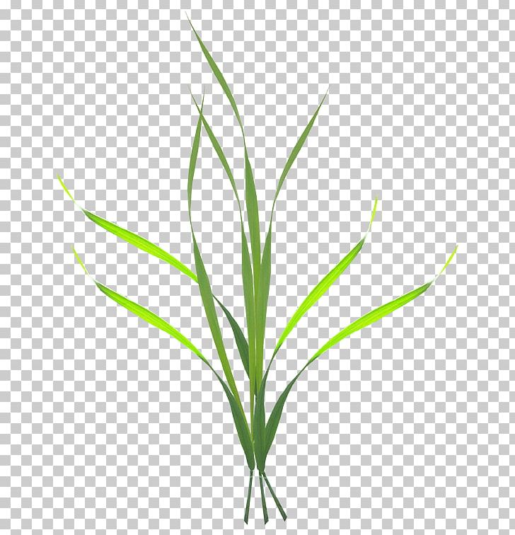 Grass PNG, Clipart, Artificial Grass, Branch, Cartoon Grass, Commodity, Computer Font Free PNG Download
