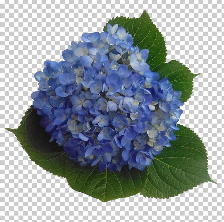 Hydrangea Serrata Blue Lilac Lavender Violet PNG, Clipart, Annual Plant, Blue, Color, Cornales, Flower Free PNG Download