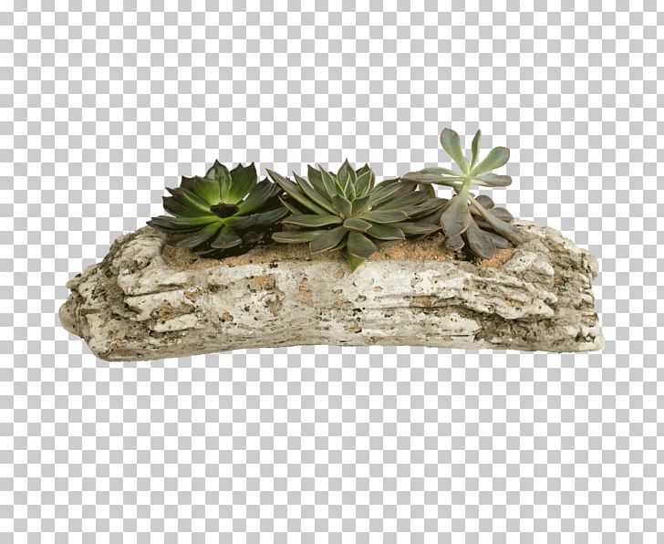 Succulent Plant Driftwood Flowerpot PNG, Clipart, Aquarium, Coffee Tables, Driftwood, Florist, Floristry Free PNG Download