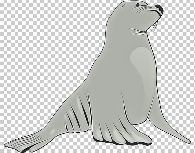 Seal California Sea Lion Fur Seal Walrus Earless Seal PNG, Clipart, Animal Figure, California Sea Lion, Earless Seal, Fur Seal, Line Art Free PNG Download
