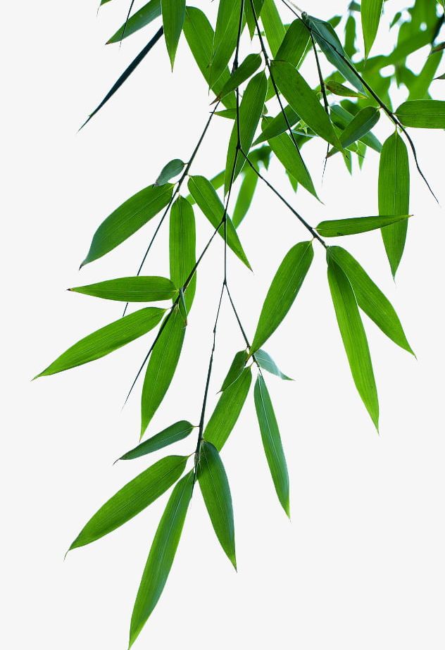 Bamboo Leaves Effect Png Clipart Bamboo Bamboo Clipart Bamboo Clipart Bamboo Forest Bamboo Vector Free Png