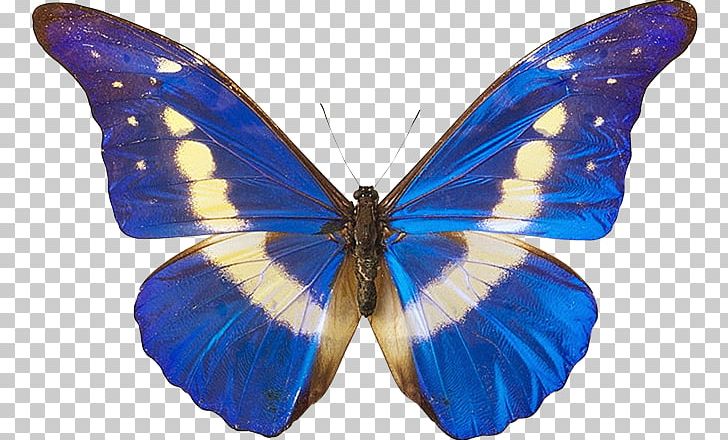 Butterfly PNG, Clipart, Arthropod, Blue, Brush Footed Butterfly, Butterfly, Cobalt Blue Free PNG Download
