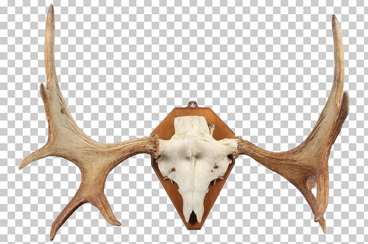 Deer Horn Trophy Hunting Antler PNG, Clipart, Antler, Deer, Elk Antlers, Horn, Hunting Free PNG Download