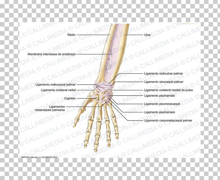 Finger Ligament Forearm Anatomy Tendon PNG, Clipart, Anatomy, Angle, Arm, Blitum Capitatum, Bone Free PNG Download