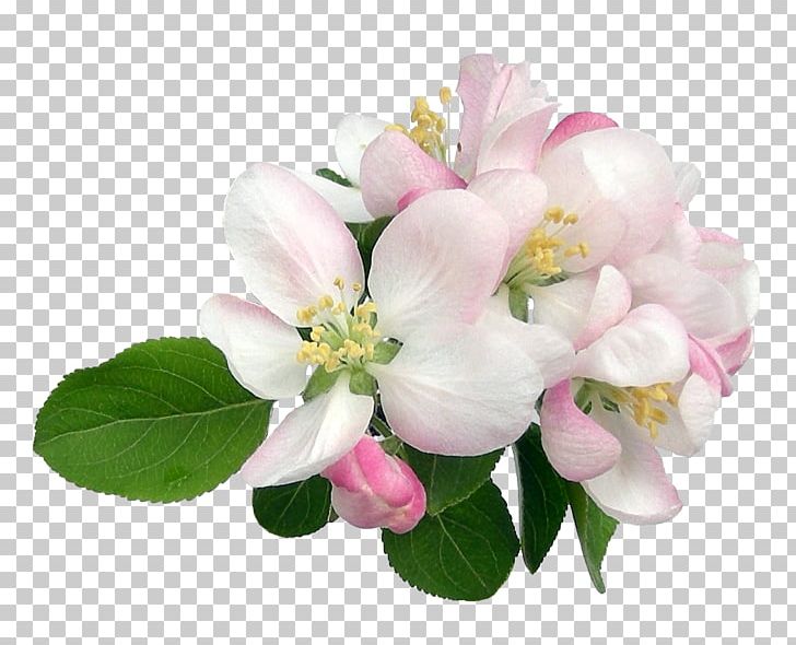 Flower Tulip Blossom PNG, Clipart, Apples, Blossom, Branch, Color, Cut Flowers Free PNG Download