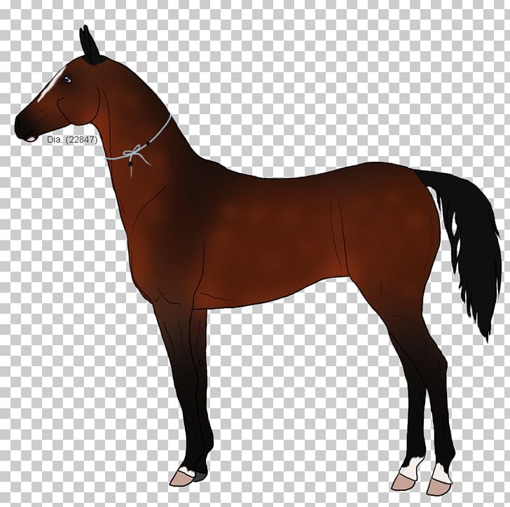 Mustang Stallion Rein Pony Mare PNG, Clipart, Bit, Bridle, Colt, Equestrian, Equestrian Sport Free PNG Download