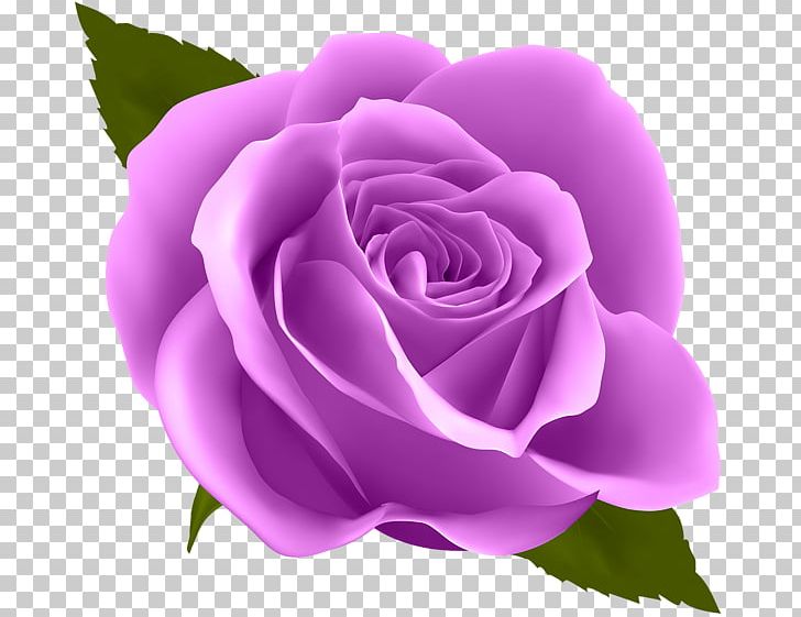 Rose Flower PNG, Clipart, Blue, Blue Rose, China Rose, Clip Art, Color Free PNG Download