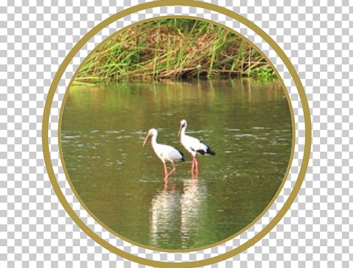 Stork Crane Water Resources Bird Pond PNG, Clipart, Animals, Beak, Bird, Ciconiiformes, Crane Free PNG Download