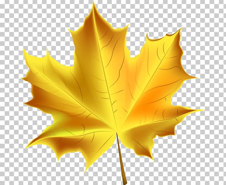 Autumn Leaf Color PNG, Clipart, Art, Autumn, Autumn Leaf Color, Color, Leaf Free PNG Download